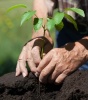 В Саратове появится более 5000 молодых деревьев