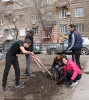 Во Фрунзенском районе высадили 500 деревьев