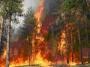 За нарушение правил пожарной безопасности в лесах предусмотрена не только административная, но и уголовная ответственность