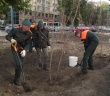В сквере по ул. Вавилова во Фрунзенском районе Саратова появилась новая аллея кленов