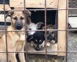Глава Саратова Михаил Исаев запретил выпускать безнадзорных собак вблизи объектов соцсферы