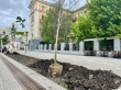 На ул. Волжская начались работы по высадке 30 деревьев