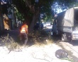 В Волжском районе убрали сломанные ветки деревьев