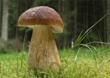 Помните о правилах предосторожности при сборе грибов