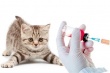 Собаки и кошки подлежат обязательной вакцинации против бешенства