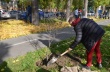 В следующем году в Саратове планируется высадить более 3 тысяч деревьев