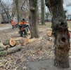 В Детском парке проводятся мероприятия по удалению аварийных деревьев