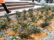 На площади Чернышевского коммунальные службы подготавливают розы к зиме