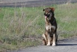 МБУ «Дорстрой» принимает запросы на отлов собак по телефону и при помощи сайта