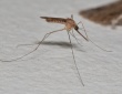 Осторожно, малярия