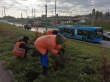 В Ленинском районе продолжаются мероприятия по высадке зеленых насаждений