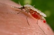 О мерах профилактики малярии