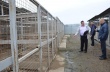 В случае неустранения нарушений в приюте для безнадзорных животных договор аренды с АНО «Зооцентр» может быть расторгнут