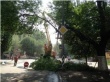 На улицах Октябрьского района было ликвидировано 10 аварийных деревьев