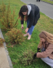 Студенты Вавиловского университета помогают с озеленением Набережной 