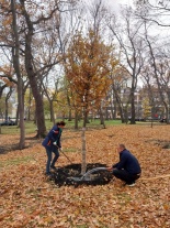 В Октябрьском районе состоялась компенсационная высадка деревьев