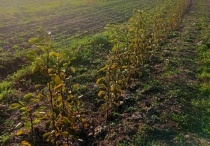 В Гагаринском районе Саратова высадили новые фруктовые сады
