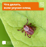 В Саратовской области становятся активными клещи В Саратовской области становятся активными клещи