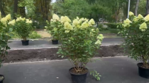 В Городском парке продолжается высадка зеленых насаждений В Городском парке продолжается высадка зеленых насаждений