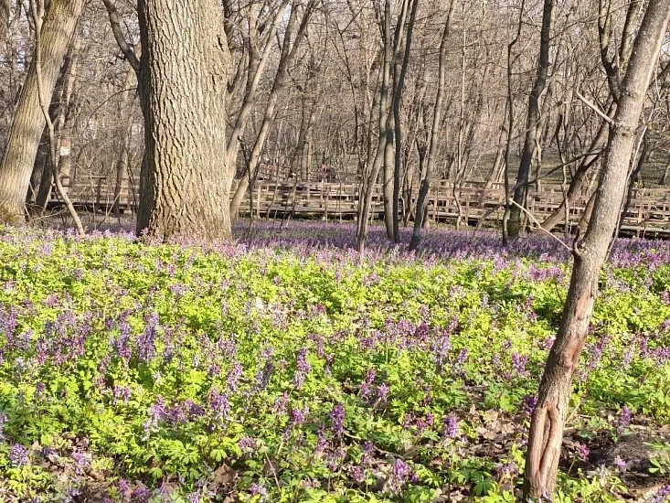 В Саратове началось цветение коридалиса на пруду «Семхоз»