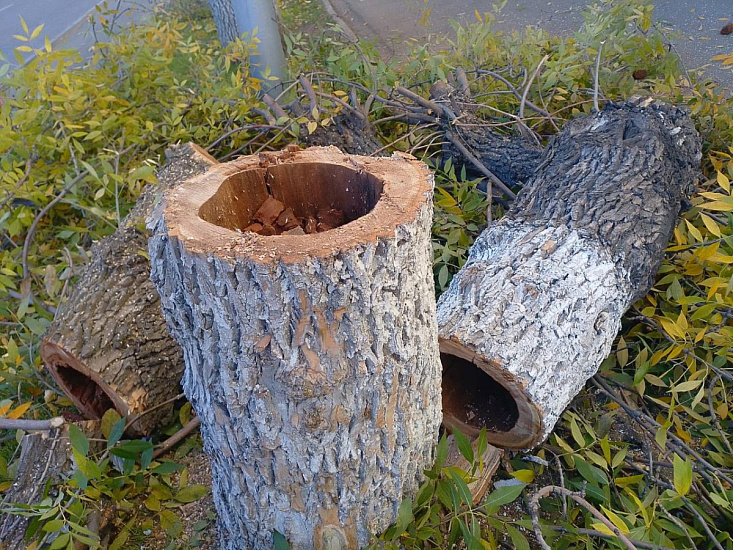 Почему важно удалять аварийные деревья?