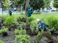 Продолжается озеленение города Продолжается озеленение города